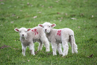 Two cute lambs with red markings standing in green grass
