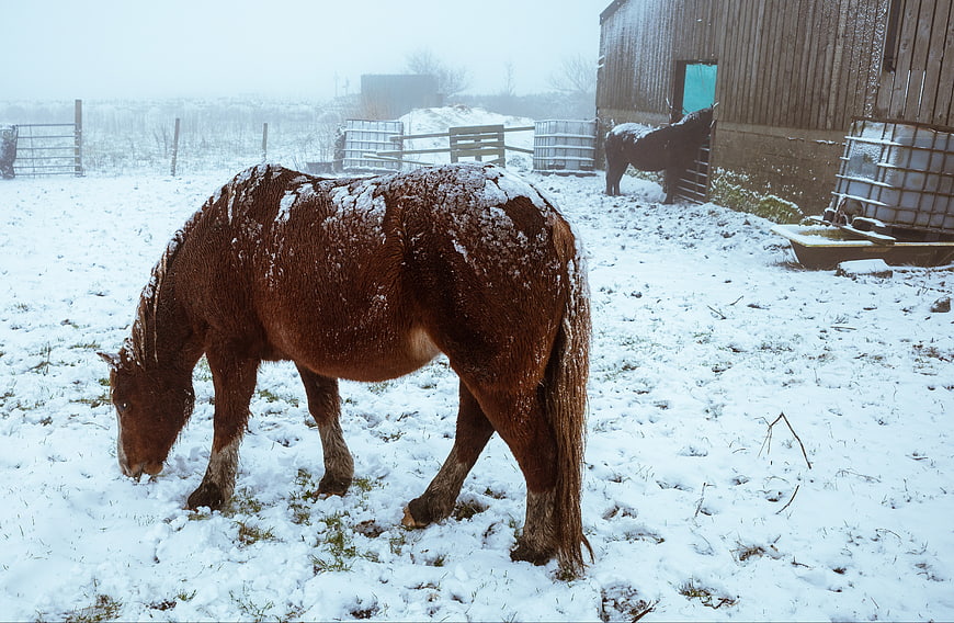 Brown Horse Grazing in Snowy Winter Farmyard