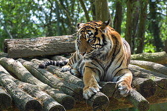 Sumatran tiger resting on wooden logs in a lush forest