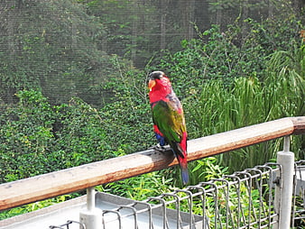 Colorful Rainbow Lorikeet Perched on Wooden Railing