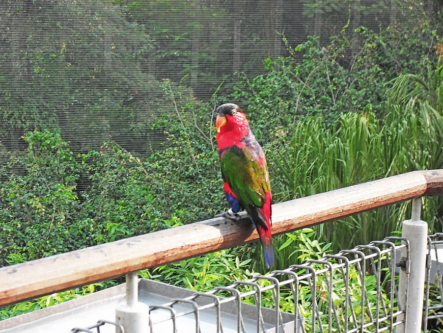 Colorful Rainbow Lorikeet Perched on Wooden Railing