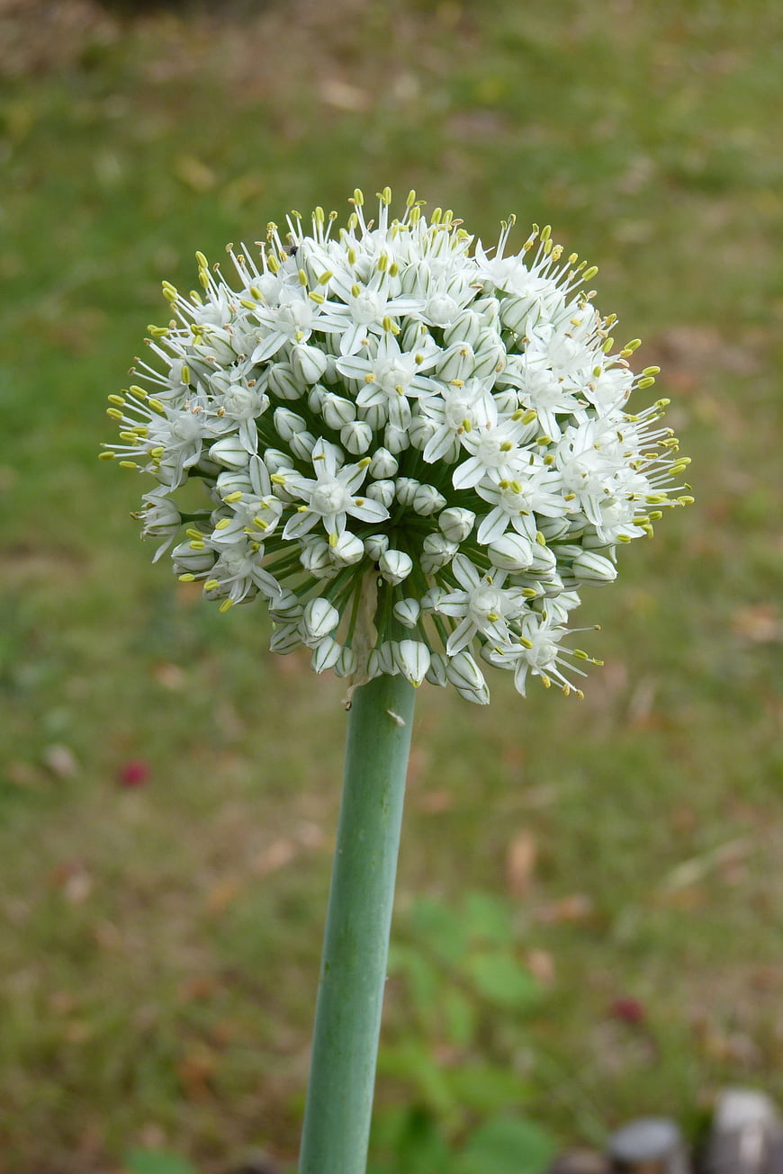 Close-up of white flowering onion bulb in garden