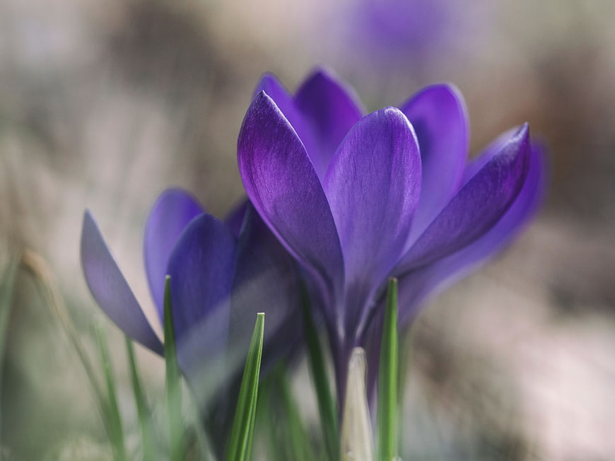 Close-up of vibrant purple crocus flowers in spring