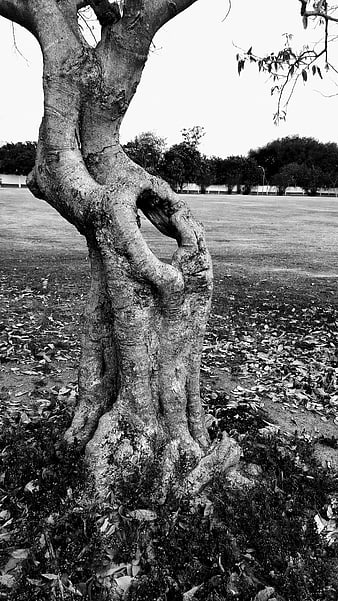 Black and white photo of gnarled old tree trunk in park