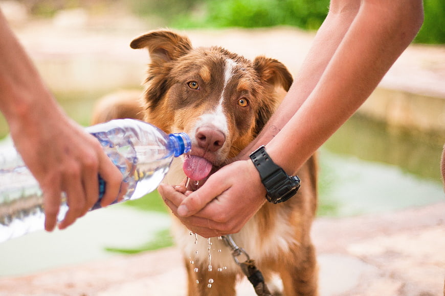 Person Giving Water to Thirsty Brown Dog Outdoors