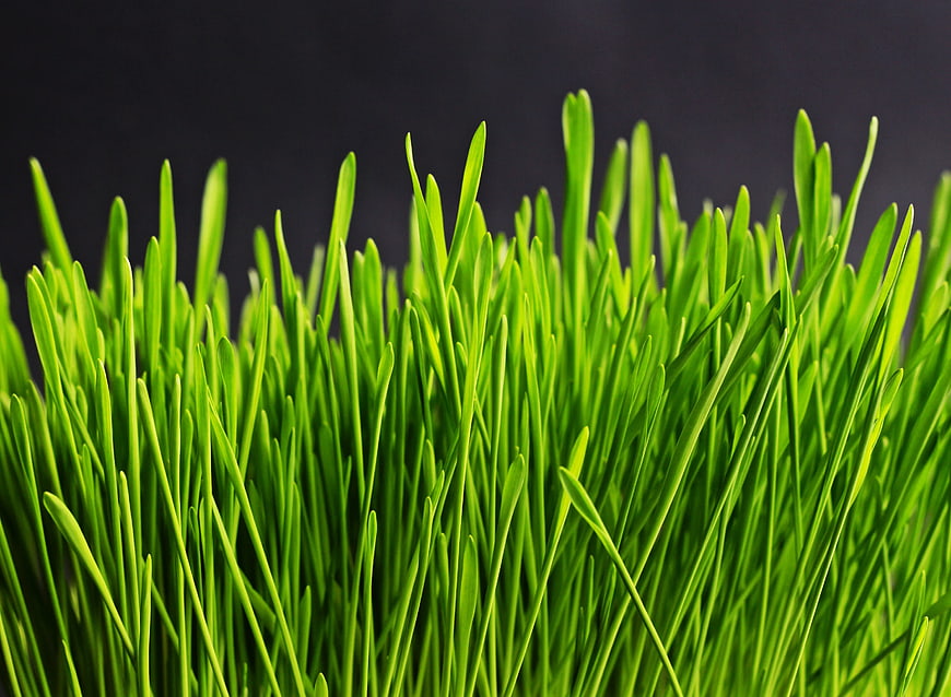 Vibrant Green Grass Blades Against Dark Background