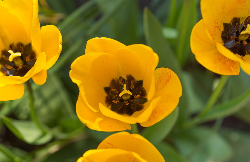 Close-up of vibrant yellow tulips with dark centers