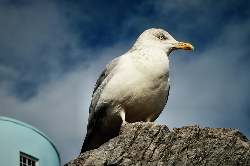 Seagull perched on rock against blue sky