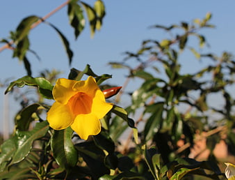 Vibrant Yellow Allamanda Flower Blooming Against Blue Sky
