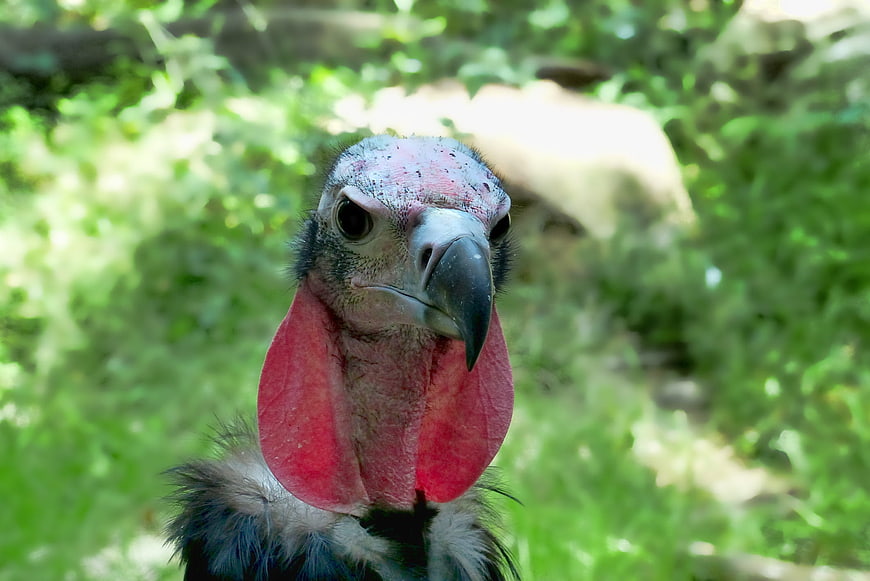Close-up portrait of a King Vulture with red wattle