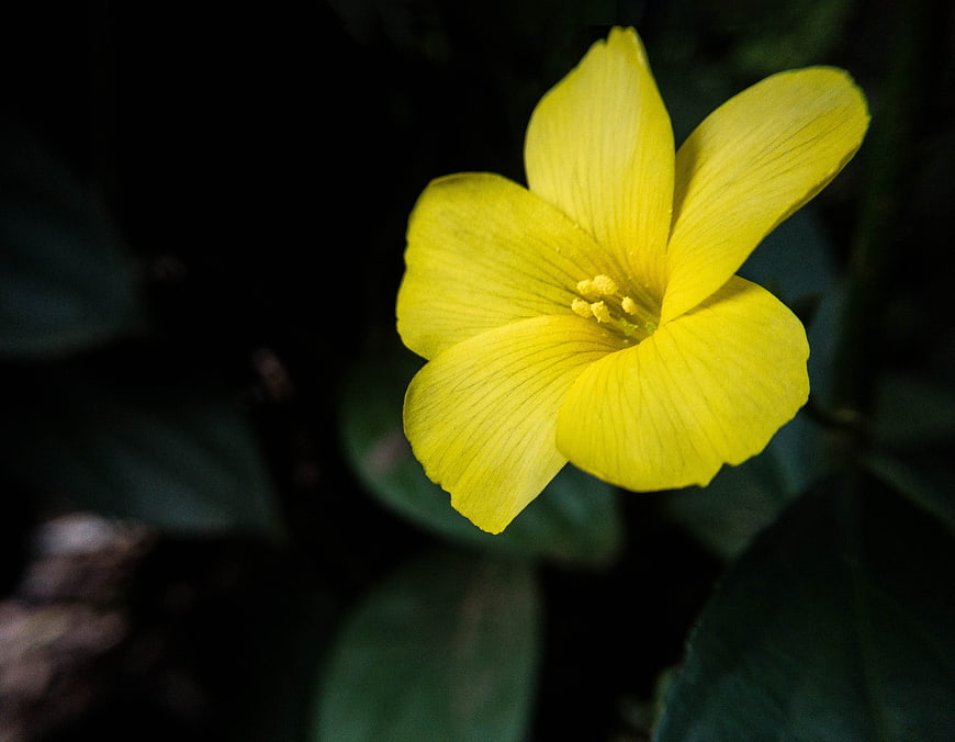 Close-up of a vibrant yellow flower against dark green leaves