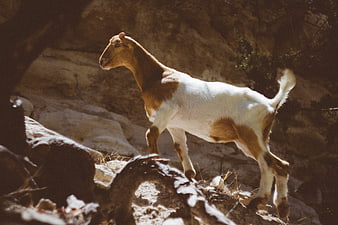 Brown and white goat climbing rocky terrain in sunlight