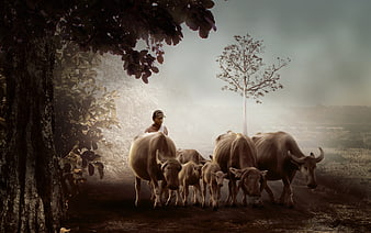 Man Herding Water Buffalo Through Misty Rural Landscape