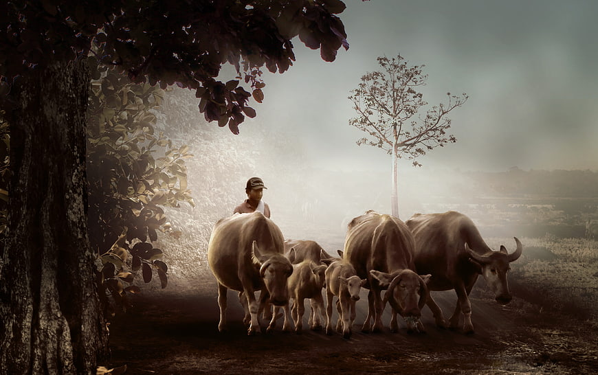 Man Herding Water Buffalo Through Misty Rural Landscape