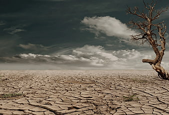 Dramatic Dead Tree on Cracked Dry Earth Landscape
