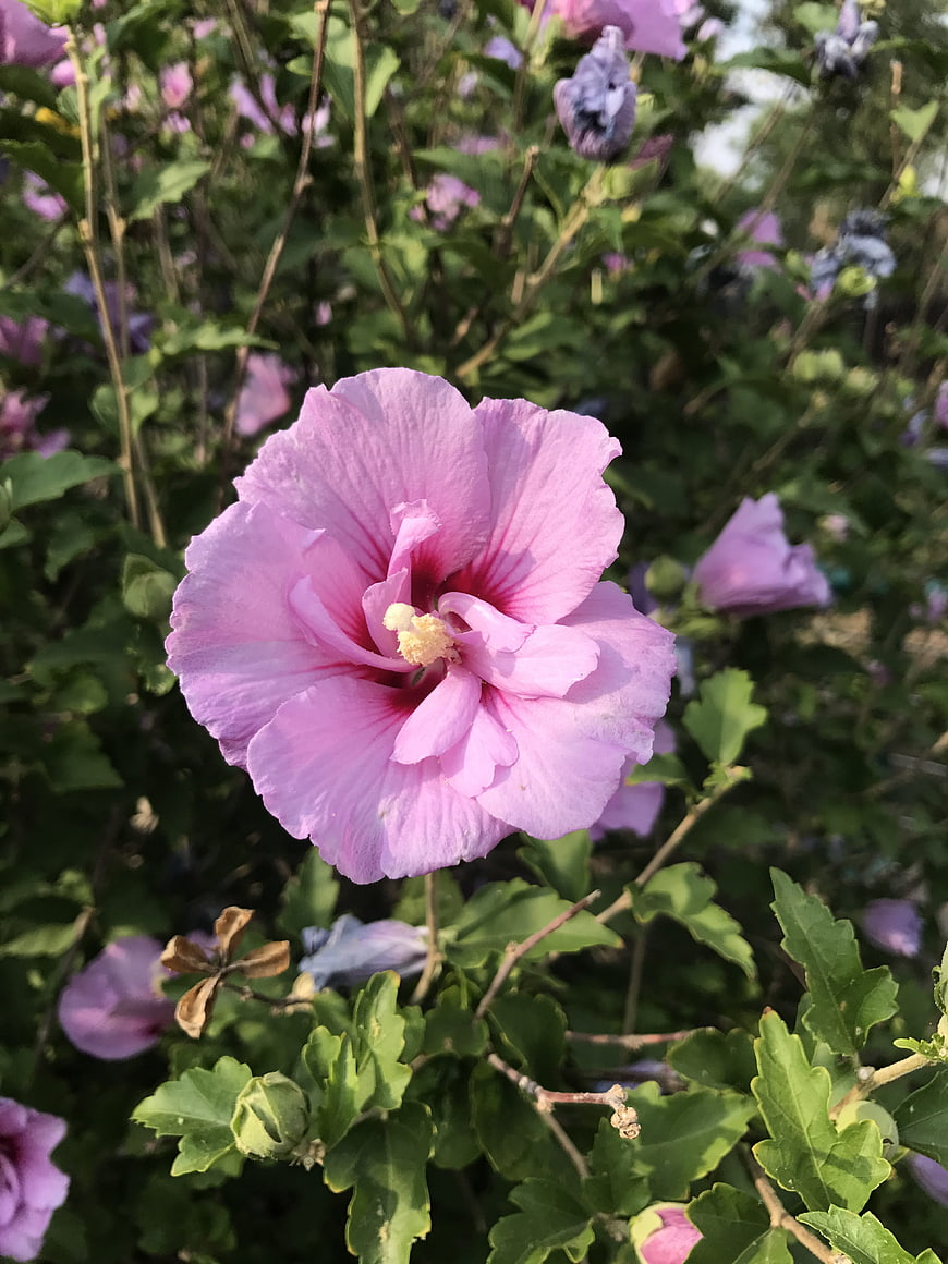 Close-up of a vibrant pink hibiscus flower in a garden
