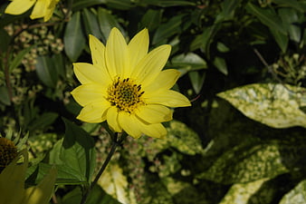 Close-up of a bright yellow flower in a garden