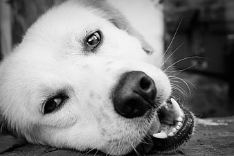 Close-up black and white portrait of a playful dog