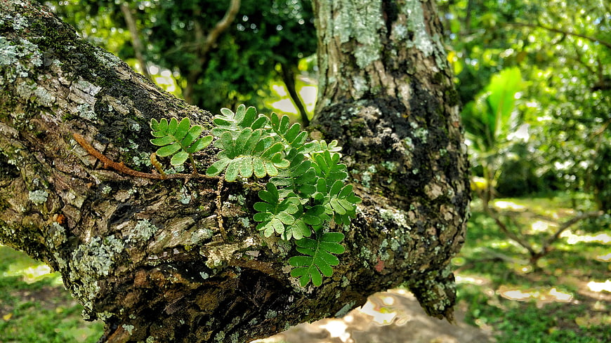 Close-up of green fern growing on textured tree bark