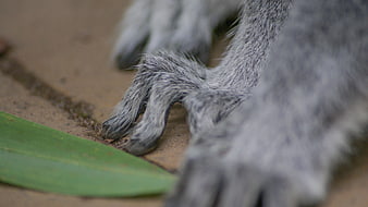Close-up of Monkey Feet on Ground with Green Leaf