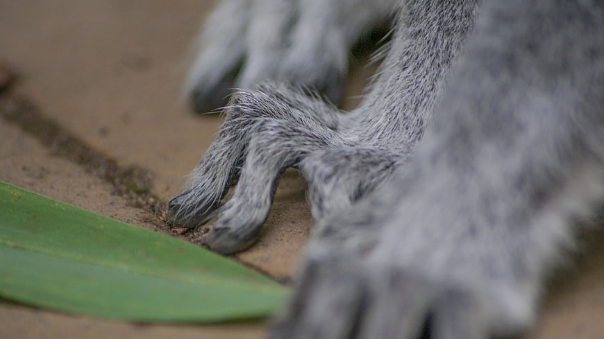 Close-up of Monkey Feet on Ground with Green Leaf
