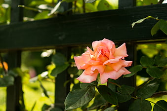 Pink rose blooming against a dark garden fence