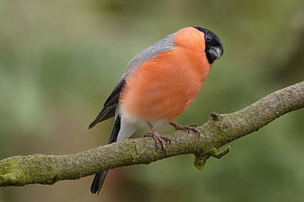 Male Bullfinch Perched on Mossy Branch