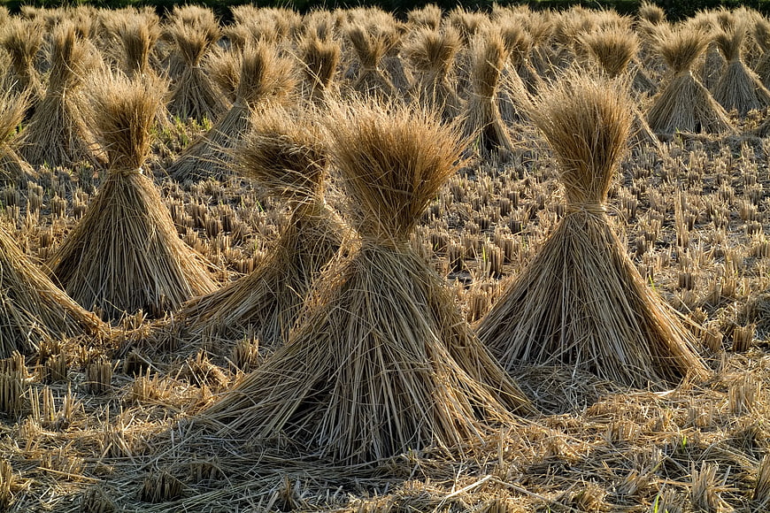 Traditional Hay Stooks in Harvested Wheat Field