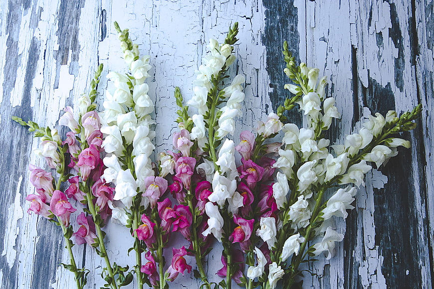 Pink and White Snapdragon Flowers on Rustic Wood