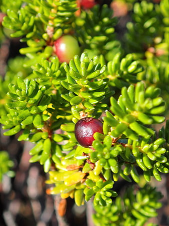 Close-up of red crowberry on green shrub