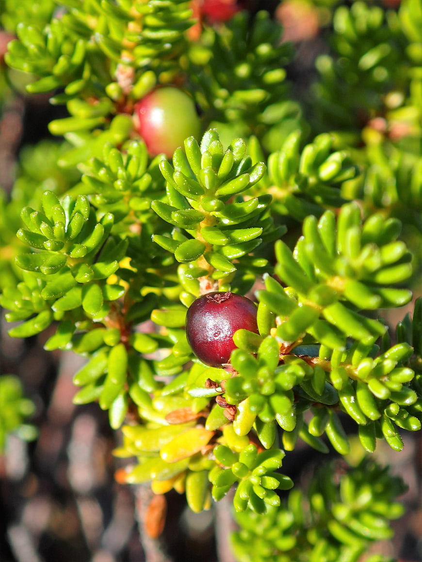 Close-up of red crowberry on green shrub