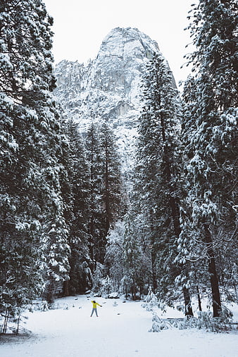 Person in Yellow Jacket Standing in Snowy Forest with Mountain