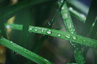 Close-up of green grass blades with raindrops
