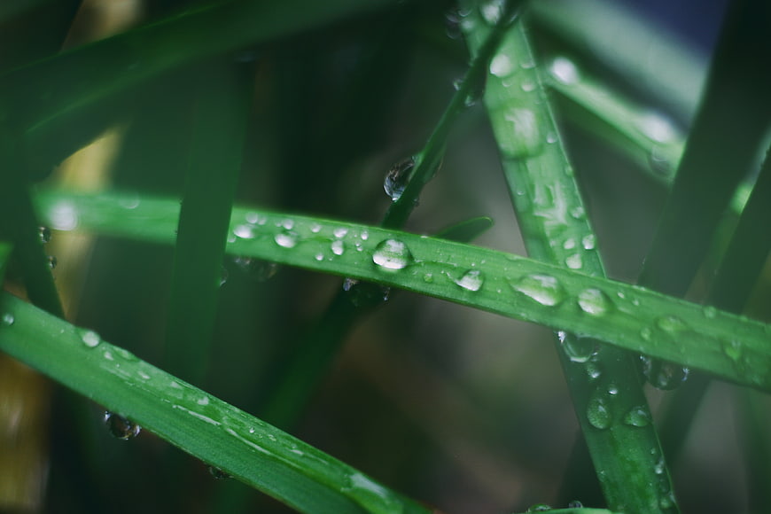 Close-up of green grass blades with raindrops