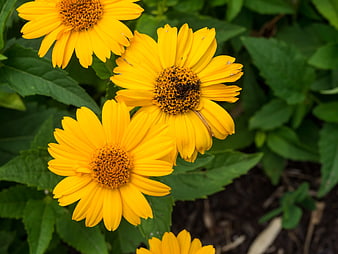 Vibrant Yellow Coreopsis Flowers in Green Garden