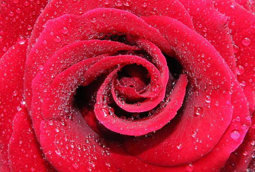 Close-up of a vibrant red rose with water droplets