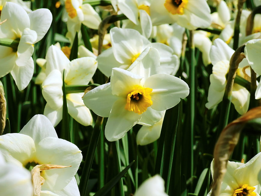 Close-up of white daffodils blooming in spring sunlight