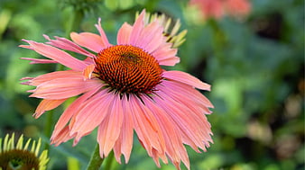 Close-up of Pink Coneflower in Garden