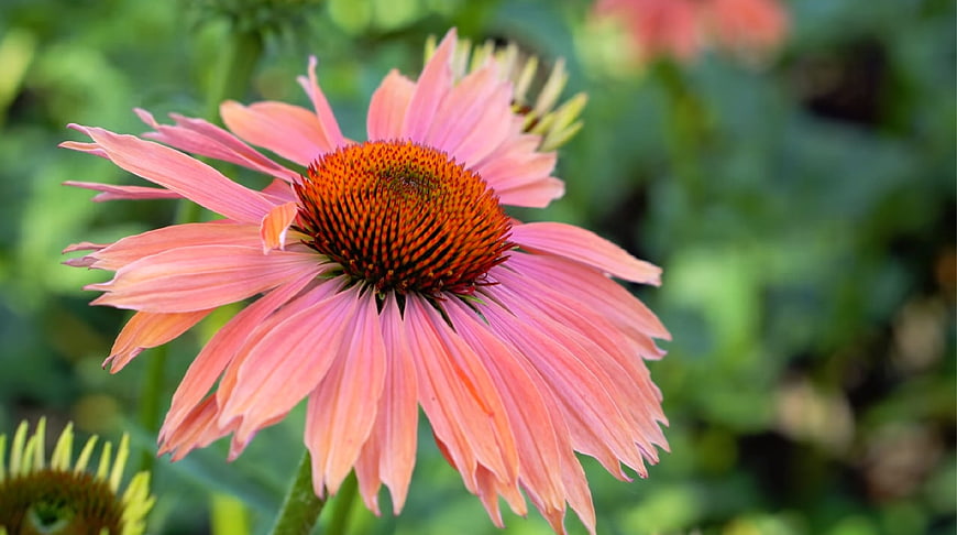 Close-up of Pink Coneflower in Garden