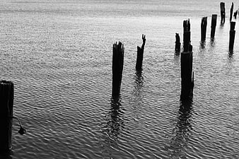 Black and white wooden pilings in rippling water
