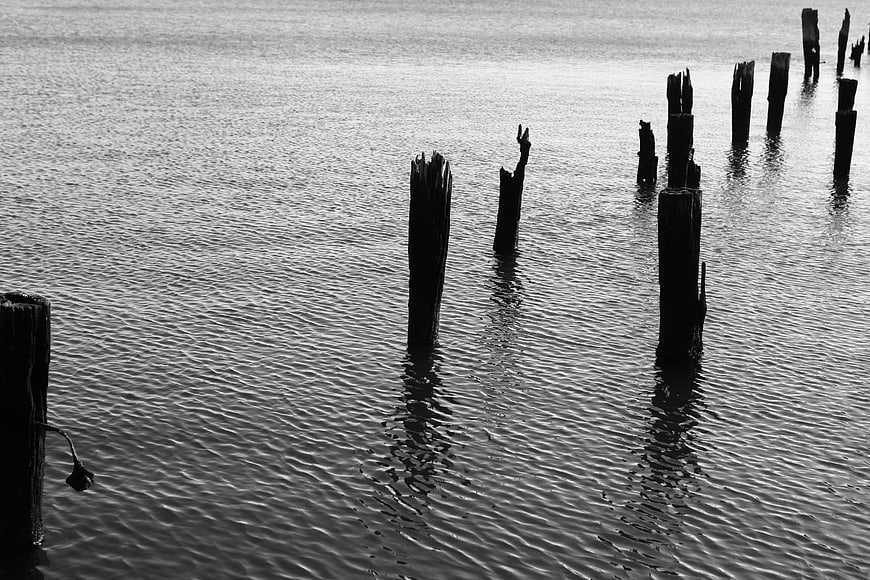 Black and white wooden pilings in rippling water