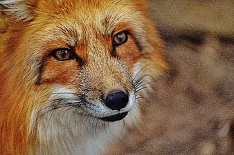 Close-up portrait of a red fox face with intense gaze