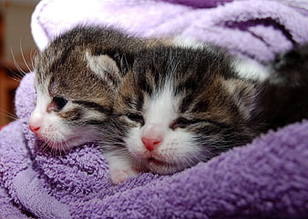 Two sleeping tabby kittens on purple blanket