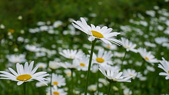 Close-up of white daisies in a green meadow