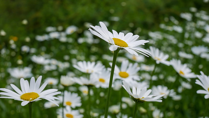 Close-up of white daisies in a green meadow