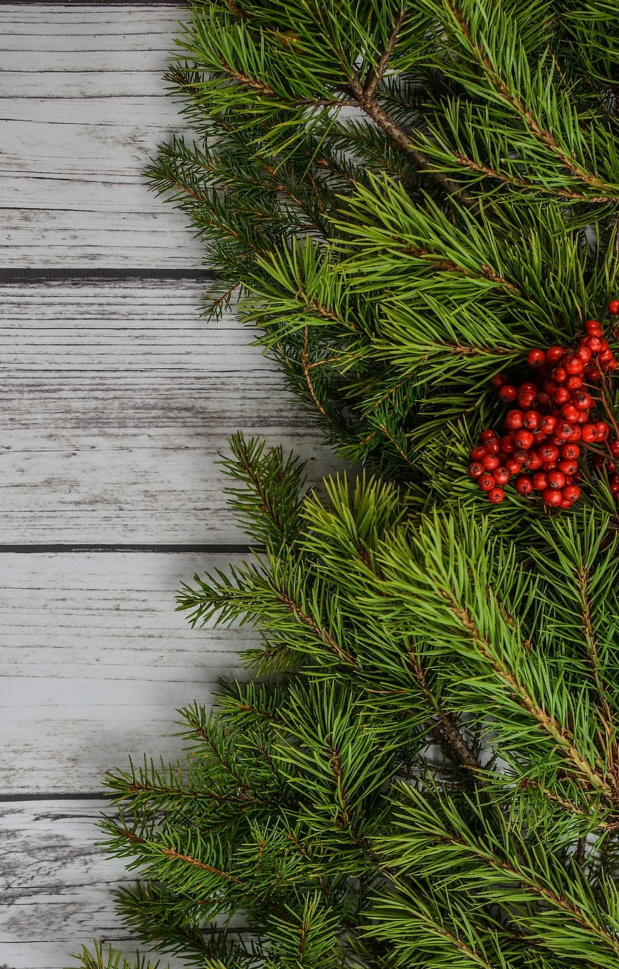 Christmas pine branches and red berries on white wood background