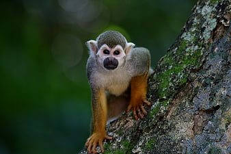 Close-up Portrait of Squirrel Monkey on Tree Trunk
