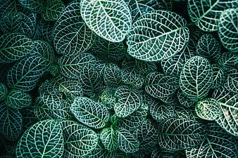 Close-up of Green Nerve Plant Leaves with White Veins