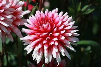 Close-up of vibrant pink dahlia flower in garden