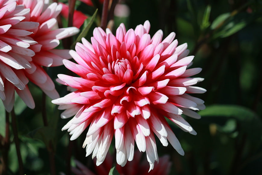 Close-up of vibrant pink dahlia flower in garden